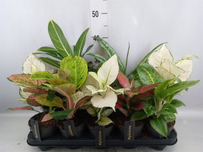 <h4>Aglaonema   ...</h4>