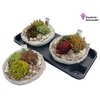 arr8 Arr Tuinplanten Rond