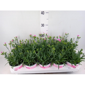 Dianthus  'Pink Kisses'