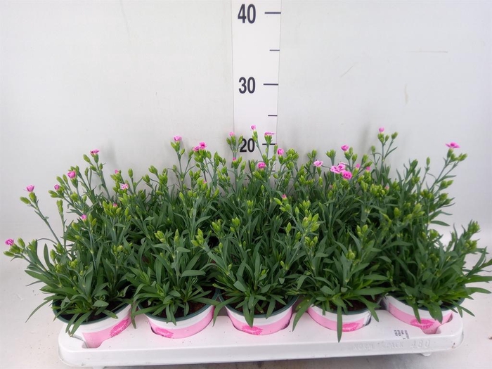 <h4>Dianthus  'Pink Kisses'</h4>