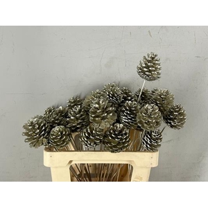 Stick Pine Cone Platinum