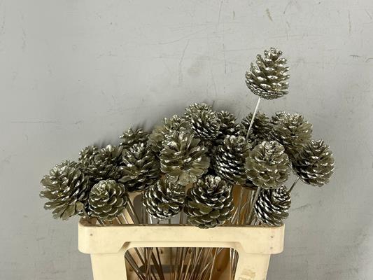 <h4>Stick Pine Cone Platinum</h4>