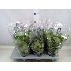 Scindapsus pictus 'Silvery Ann'