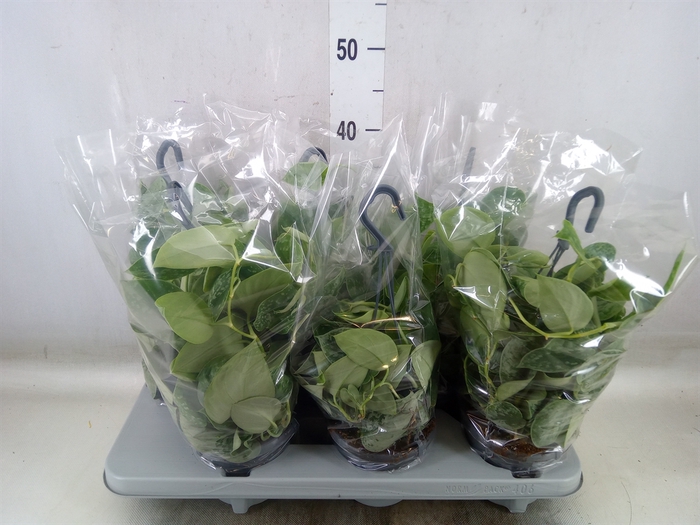 <h4>Scindapsus pictus 'Silvery Ann'</h4>