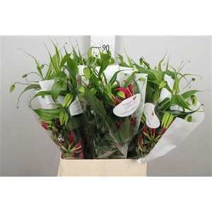 Gloriosa Rothschild Long