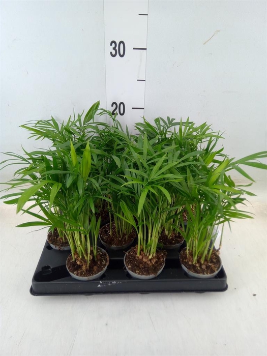 <h4>Chamaedorea   ...</h4>