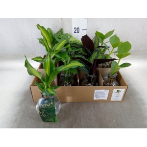 Planten  ..mix