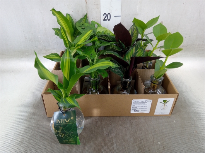 <h4>Planten  ..mix</h4>