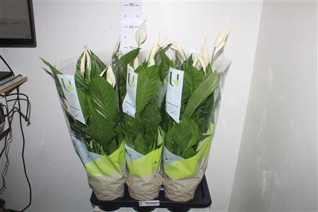 <h4>Spath Vivaldi 5+</h4>