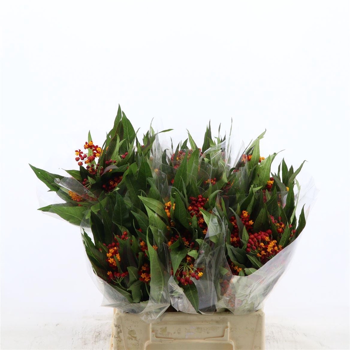 <h4>Asclepias curassavica 'Serenade'</h4>