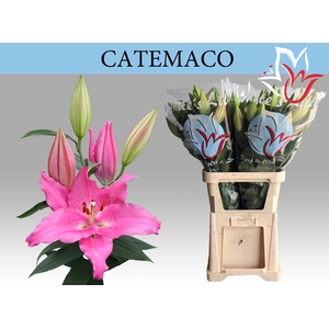 LI OR CATEMACO