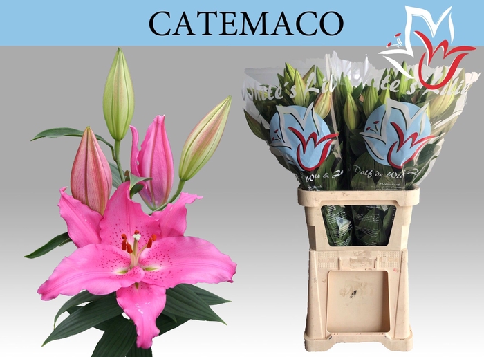 <h4>LI OR CATEMACO</h4>