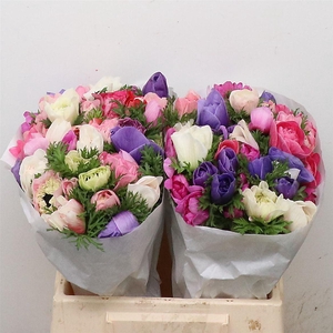 Anem Co Fstar Gem Super