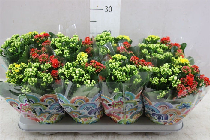 <h4>Kalanchoe Calandiva Carnaval</h4>