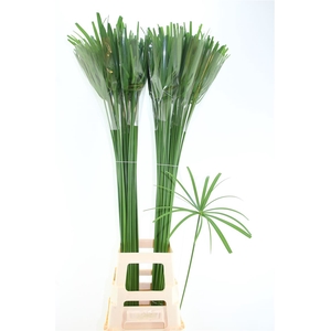 Cyperus Glaber