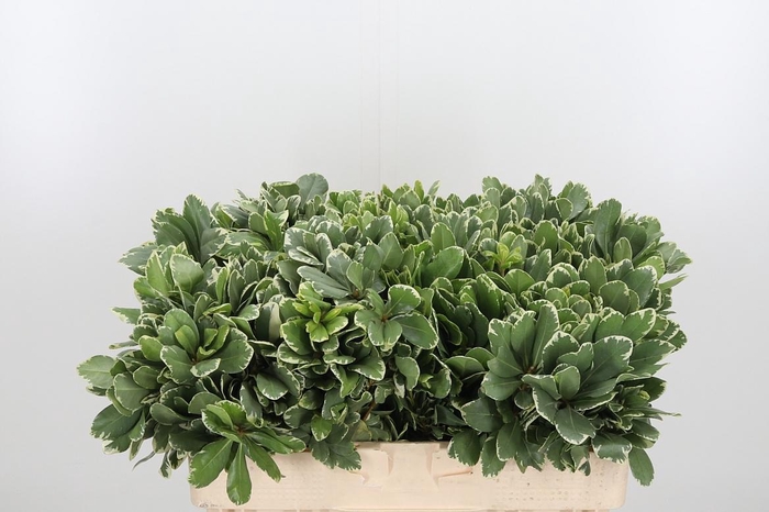 <h4>Pittosporum Ilan</h4>