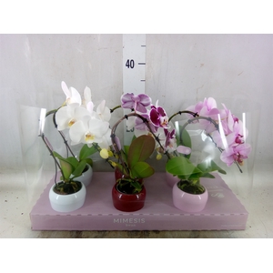 Phalaenopsis   ...