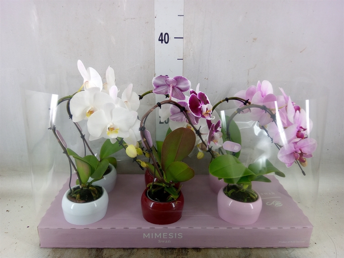 <h4>Phalaenopsis   ...</h4>