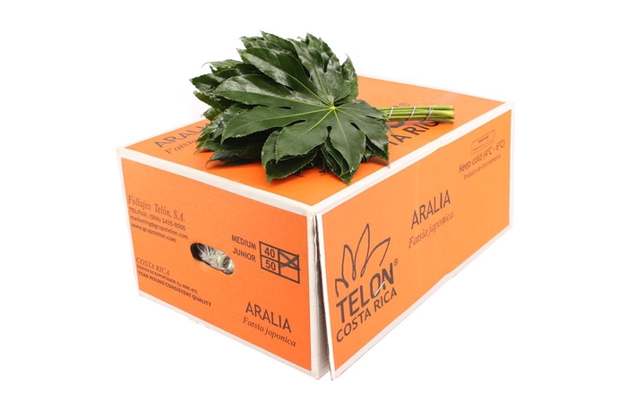 <h4>Aralia Medium</h4>