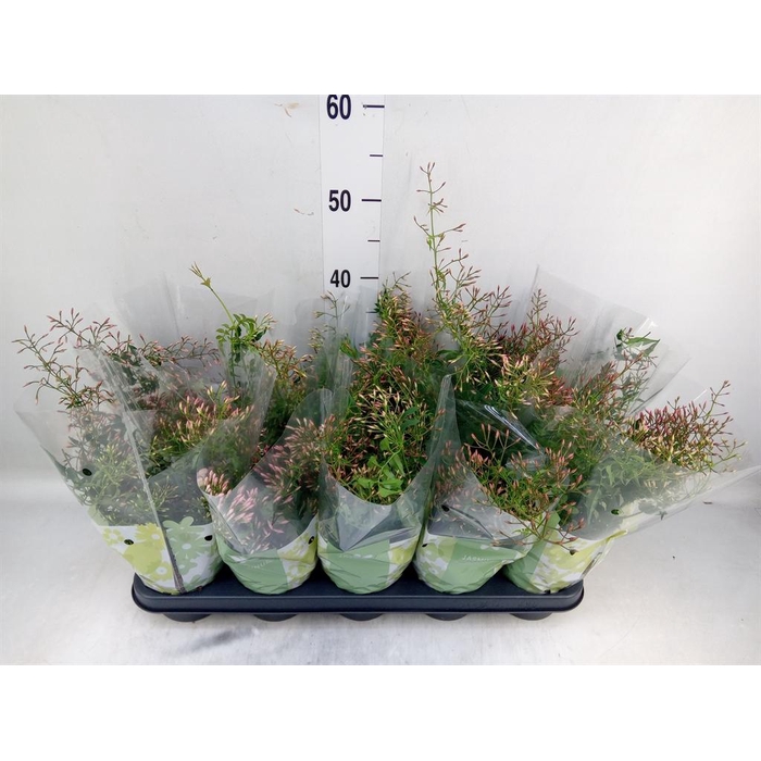 <h4>Jasminum polyanthum</h4>