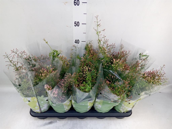 <h4>Jasminum polyanthum</h4>