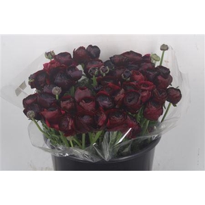 Ran Elegance Noir Super