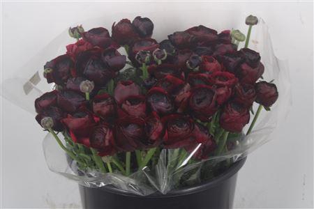 <h4>Ran Elegance Noir Super</h4>