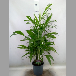 Chamaedorea seifrizii