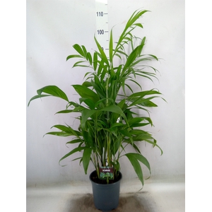 Chamaedorea seifrizii
