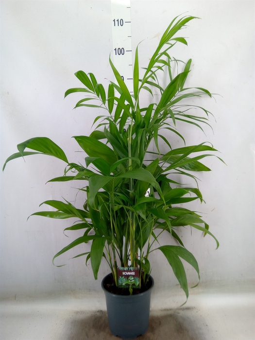 <h4>Chamaedorea seifrizii</h4>