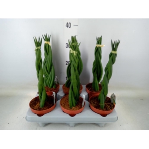 Sansevieria cyl.  ...