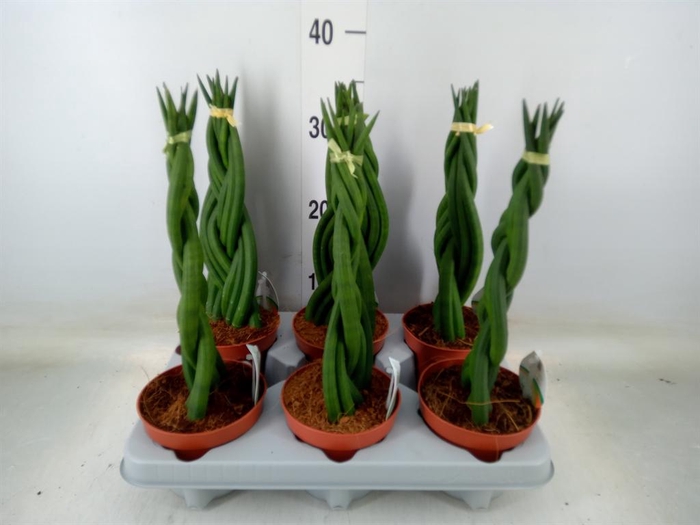<h4>Sansevieria cyl.  ...</h4>