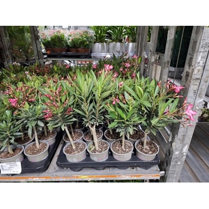 Nerium oleander