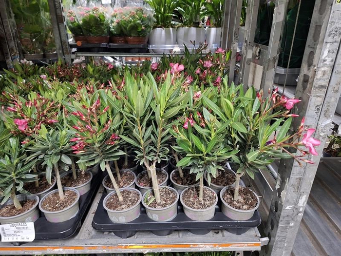 <h4>Nerium oleander</h4>