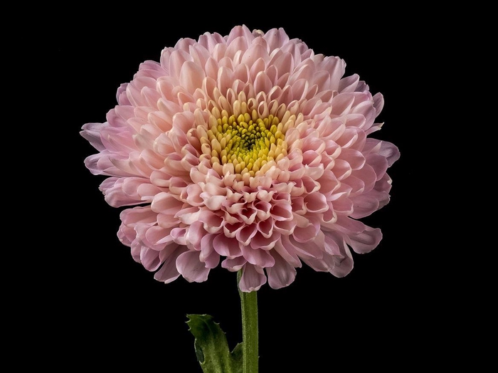 <h4>Chrys Empress</h4>