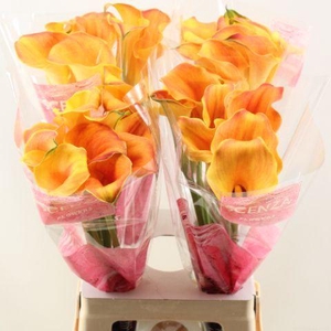 ZANT CAPT ODEON SCENZA