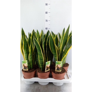 Sansevieria trifa. 'Laurentii'