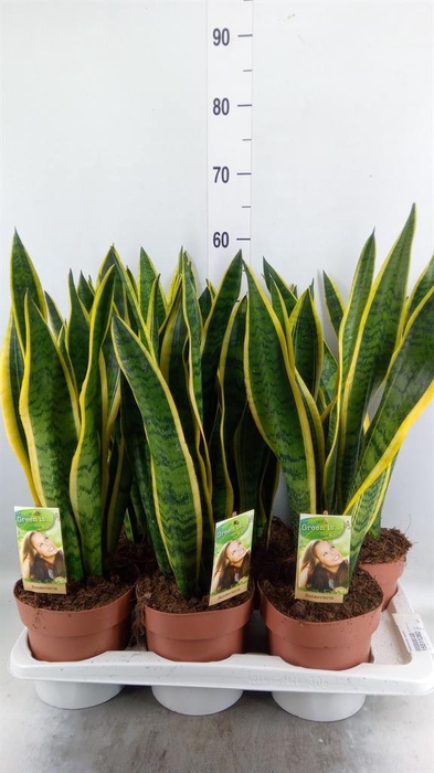 <h4>Sansevieria trifa. 'Laurentii'</h4>