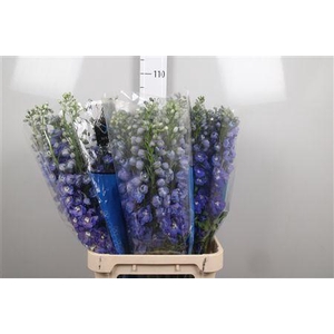 Delph Du Guard Blue