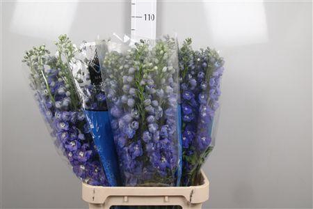 <h4>Delph Du Guard Blue</h4>