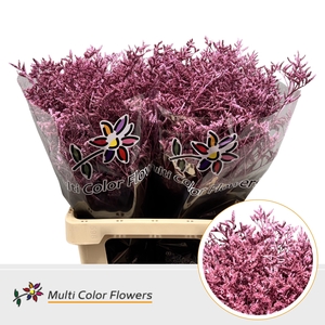 Limonium Metallic Roze