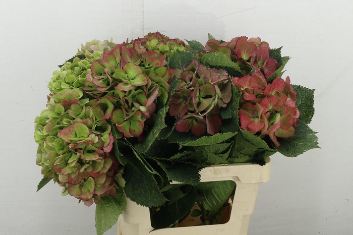 <h4>Hydr M Elbtal Cl</h4>