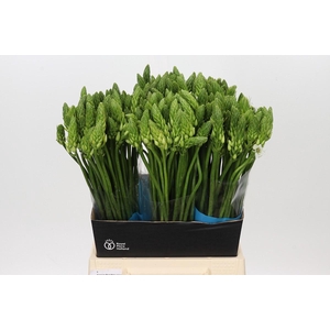 Ornithogalum Mount Fuji