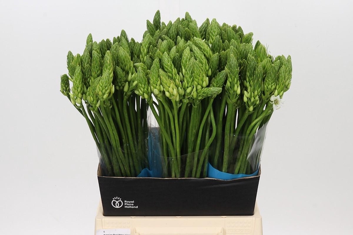 Ornithogalum Mount Fuji