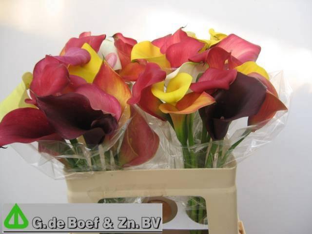 <h4>ZANT GEM IN BOS</h4>