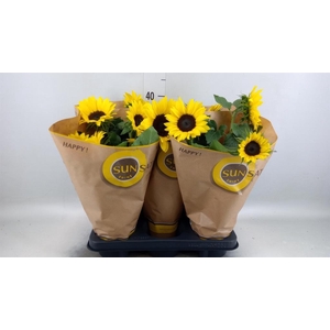Helianthus an. 'Sunsation'