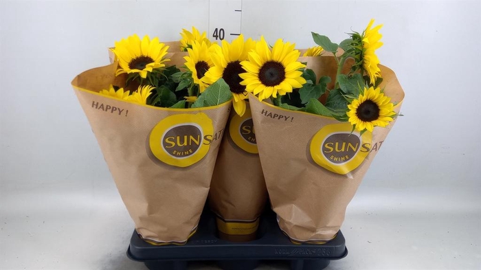<h4>Helianthus an. 'Sunsation'</h4>