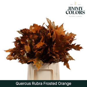 Quercus Rubra L60 Frosted Orange