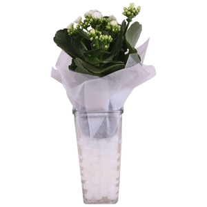 Yearround Arr. Glass Vase Square Ø09cm 1PP