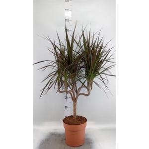 Dracaena marg. 'Magenta'